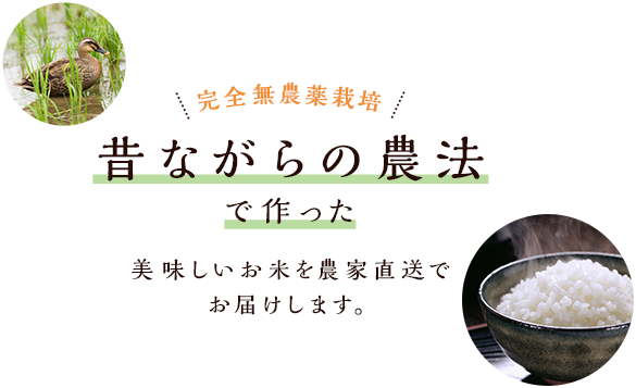 完全無農薬栽培。昔ながらの農法で作った龍の瞳や古代米などの美味しい無農薬米を通販でお届けします。